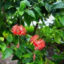 RED HIBISCUS SCHIZOPETALUS Flower Seeds 