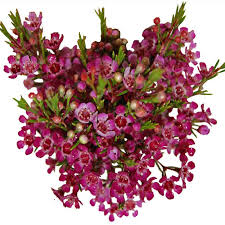 Geraldton Wax Flower 