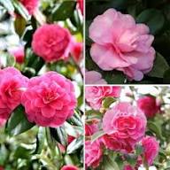 Pink Perennial Peony Flower Seeds