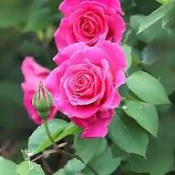 Pink Rose Flower Seeds Easy Grow Blossoms for Home Garden Decoration, Heirloom Non-GMO High Germination Seeds for