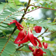 Organic Edible Plant Mixed Fresh Planting Various Edible Plants Flower Seeds Home Garden Seeds for Planting Heirloom -