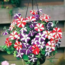 Mixed Petunia Flowers Seeds 