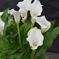 Calla Lilly Flower Seeds - Heirloom, Non-GMO, High Germination Flower Seeds for Planting
