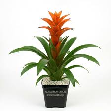 Orange Bromeliad Flower Seeds 