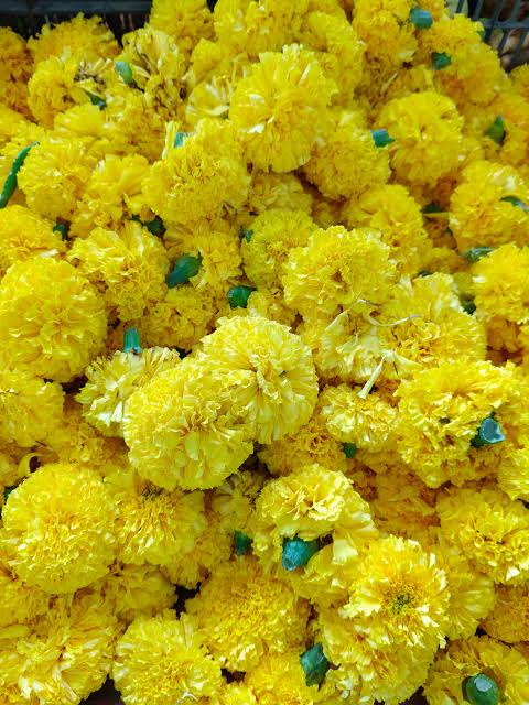 Yellow Marigold Flower Seeds Exotic Flowering Plants for Vibrant Garden Beauty for Colorful - Heirloom, Non GMO, High
