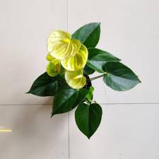 Yellow Anthurium Exotic 