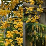 Yellow Eccremocarpus Flower Seeds