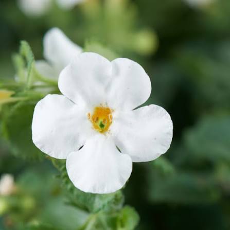 White Hanging Bacopa Flower Seeds