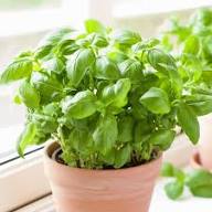 Basil Plant Seeds for Planting Heirloom Non-GMO High Germination Organic Garden Seeds Herb Growing Kit