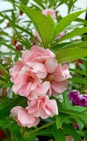 Pink Light Balsam Flower Seeds for Planting Heirloom Non-GMO High Germination Organic Garden Seeds Colorful Blooms -