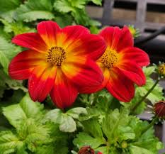 Red Biden Flower Flower Seeds - Heirloom Non GMO High Germination Organic Garden Planting Seeds