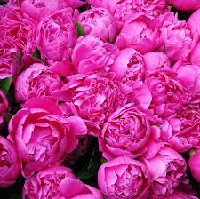 Pink Peony Flower Seeds