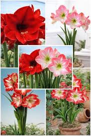 Mixed Amaryllis Flower Seeds