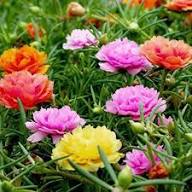 Portulaca Grandiflora (Moss Rose) Double Mix  Flower Seeds