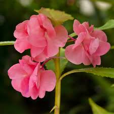 Pink Light Balsam Flower Seeds for Planting Heirloom Non-GMO High Germination Organic Garden Seeds Colorful Blooms -