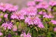 Pink Bee Balm Flower Flower Seeds - Heirloom Non GMO High Germination Organic Garden Planting Seeds