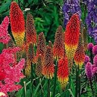 Pink Kniphia Flower Seeds 