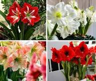 Mixed Amaryllis Flower Seeds Premium Floral Seeds - Heirloom Non GMO High Germination Organic Garden Seeds for