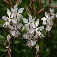 White Gaura Lindheimeri Flower Seeds 