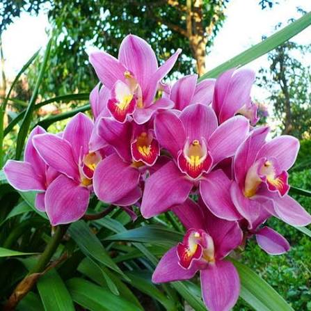 Pink Orchid Flower Seeds  - Heirloom Non GMO Premium Garden Seeds for Planting, High Germination Outdoor Plants