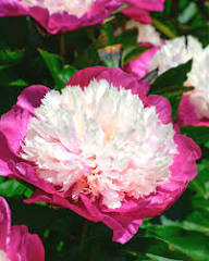 Pink White Peony Flower Seeds 