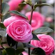 Camellia Flower Seeds Planting Rare Blooming Plants Balcony and Patio Gardening Heirloom Non-GMO Seeds for Planting