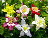Aquilegia Perennial Flower Seeds