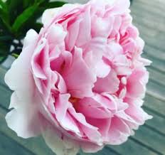 Pink Light Peony Flower Seeds