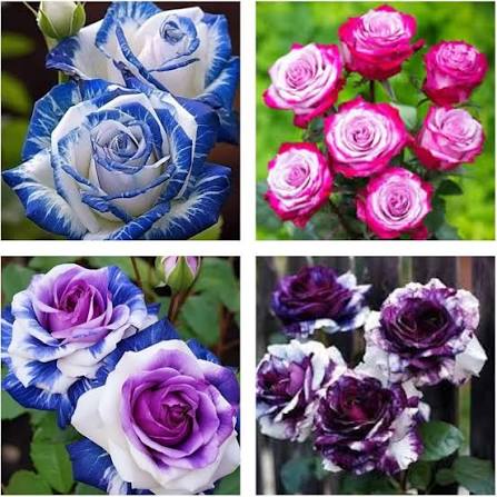 Mixed Flordia Rose Flower 