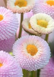 Pink Pomponette Flower Seeds for - Heirloom Non GMO Premium Garden Seeds for Planting, High Germination Outdoor Plants