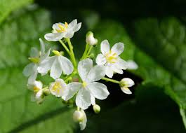 Diphylleia Flower Seeds