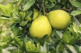 Citrus Maxima Pomelo Fruit Growing Your Own Orchard At Home Fruit Fruit Seeds