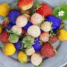 rainbow strawberry fruit for planting grow unique colorful strawberries in your garden Fruit seeds