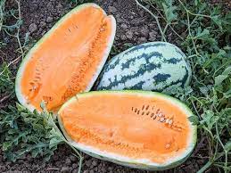 orangeglo watermelon fruit for planting sweet Fruit Seeds
