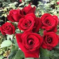 Red Giant Rose Flower Seeds Heirloom Non GMO High Germination Organic Garden Seeds for Colorful Seeds for Planting