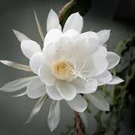 Epiphyllum Flower Seeds Planting and Growing Rare Blooming Plants Balcony Patio Seeds for Planting - Heirloom Non GMO Hi