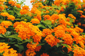 Orange Lantana Flower Seeds Heirloom, Non GMO, High Germination