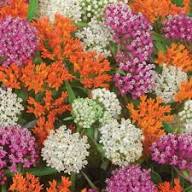 Mixed Asclepias Flower Seeds Colorful Blooms - Heirloom Non GMO High Germination Organic Garden Seeds for