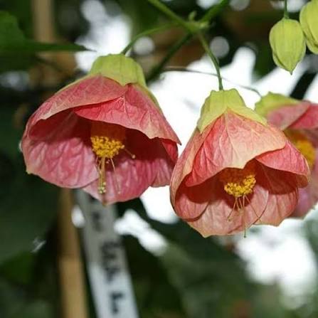 Mixed Abutilon Flower Seeds 