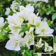 White Bougainvillea Flower Seeds Rare Blooming Plants Balcony and Patio Gardening Colorful Blooms Seeds for Planting Heirloom Non GMO High Germination Organic Garden Seeds