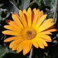 White Arctotis Flower Seeds - Heirloom, Non-GMO, High Germination Flower Seeds for Planting