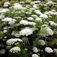 White Daucus Flower Seeds - Heirloom Non GMO High Germination Flower Seeds for Planting