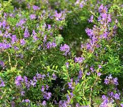 Blue High Quality Bonsai Plants Largeleaf Gentian Perennial Flower Diy Home Garden Flower Seeds