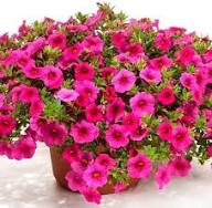 Red Calibrachoa Petunia Flower Seeds 
