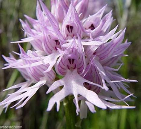 Purple Naked Orchid Flower Seeds 