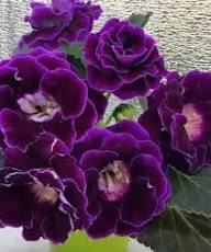 Purple Blooming Gloxinia Flower Seed Planting Premium Floral Flower Seeds - Heirloom Non GMO High Germination Organic
