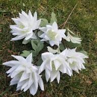 White Yucca Gloriosa Flower Seeds