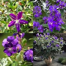 Tibouchina Flower Seeds Heirloom Non GMO High Germination Organic Garden Seeds Colorful Seeds for Planting - Heirloom