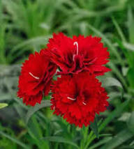 Dianthus Caryophyllus Flower Seeds - Heirloom, Non-GMO, High Germination Flower Seeds for Planting