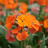 Orange Erysimum Flower Seeds - Heirloom Non GMO High Germination Garden Seeds for Planting